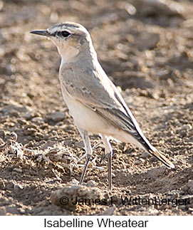 Isabelline Wheatear - © James F Wittenberger and Exotic Birding LLC