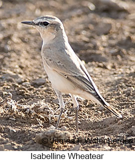 Isabelline Wheatear - © James F Wittenberger and Exotic Birding LLC Isabelline Wheatear - © James F Wittenberger and Exotic Birding LLC