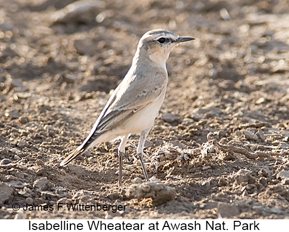 Isabelline Wheatear - © James F Wittenberger and Exotic Birding LLC