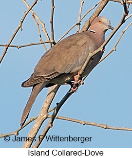 Island Collared-Dove - &copy; James F Wittenberger and Exotic Birding LLC