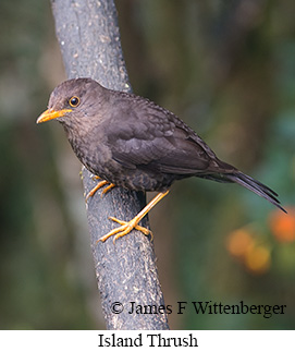 Island Thrush - © James F Wittenberger and Exotic Birding LLC