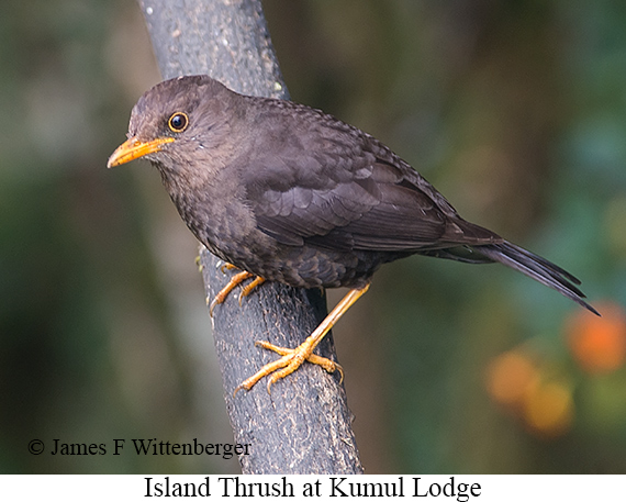 Island Thrush - © James F Wittenberger and Exotic Birding LLC