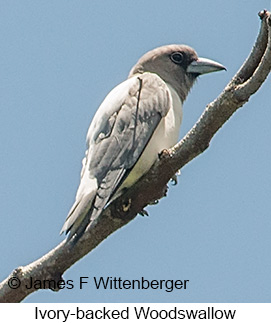 Ivory-backed Woodswallow - &copy; James F Wittenberger and Exotic Birding LLC