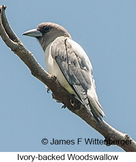 Ivory-backed Woodswallow - © James F Wittenberger and Exotic Birding LLC