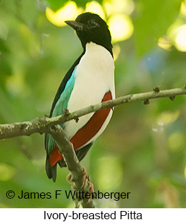 Ivory-breasted Pitta - © James F Wittenberger and Exotic Birding LLC