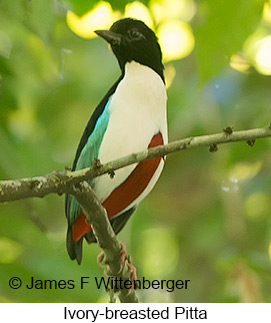 Ivory-breasted Pitta - © James F Wittenberger and Exotic Birding LLC Ivory-breasted Pitta - © James F Wittenberger and Exotic Birding LLC