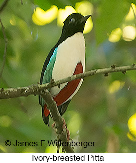 Ivory-breasted Pitta - © James F Wittenberger and Exotic Birding Tours Ivory-breasted Pitta - © James F Wittenberger and Exotic Birding Tours