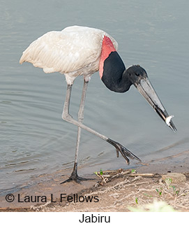 Jabiru - © Laura L Fellows and Exotic Birding LLC