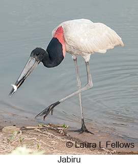 Jabiru - © Laura L Fellows and Exotic Birding LLC