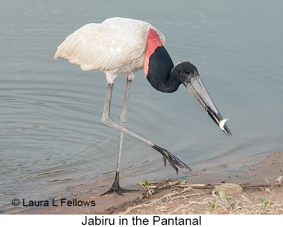 Jabiru - © Laura L Fellows and Exotic Birding LLC