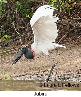 Jabiru - © Laura L Fellows and Exotic Birding LLC