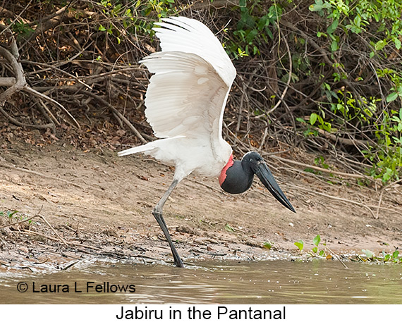 Jabiru - © Laura L Fellows and Exotic Birding LLC