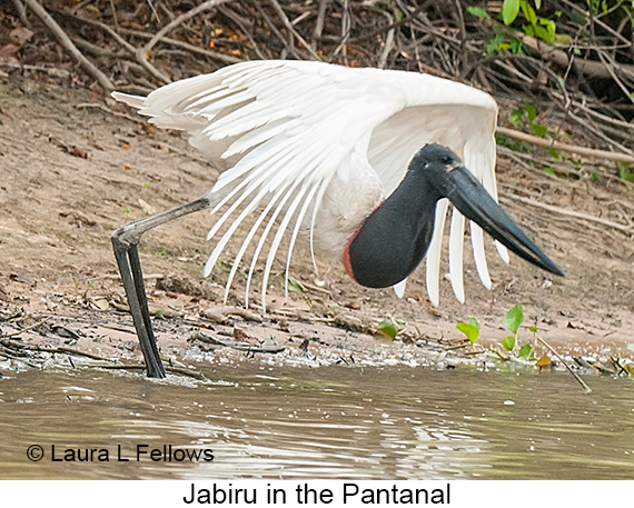 Jabiru - © The Photographer and Exotic Birding LLC