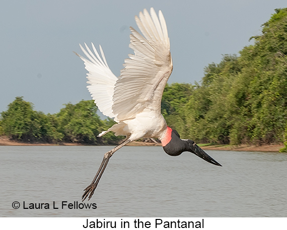 Jabiru - © James F Wittenberger and Exotic Birding LLC