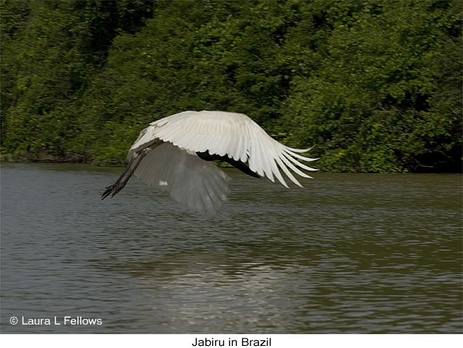 Jabiru - &copy; Laura L Fellows and Exotic Birding Tours