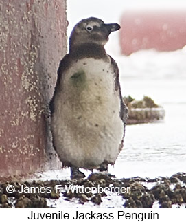 African Penguin - © James F Wittenberger and Exotic Birding LLC