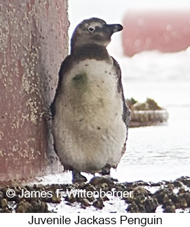 African Penguin - © James F Wittenberger and Exotic Birding LLC African Penguin - © James F Wittenberger and Exotic Birding LLC