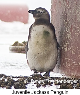 African Penguin - © James F Wittenberger and Exotic Birding LLC