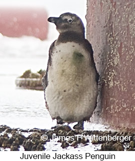 African Penguin - © James F Wittenberger and Exotic Birding LLC