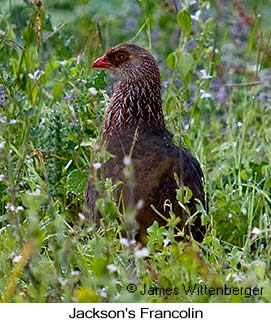 Jackson's Francolin - &copy; James F Wittenberger and Exotic Birding LLC