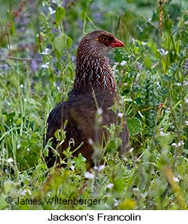 Jackson's Francolin - © James F Wittenberger and Exotic Birding LLC