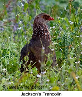 Jackson's Francolin - © James F Wittenberger and Exotic Birding LLC Jackson's Francolin - © James F Wittenberger and Exotic Birding LLC