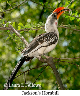 Jackson's Hornbill - © Laura L Fellows and Exotic Birding LLC