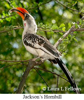 Jackson's Hornbill - © Laura L Fellows and Exotic Birding LLC