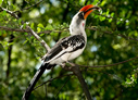 Jackson's Hornbill - © Laura L Fellows and Exotic Birding Tours Jackson's Hornbill - © Laura L Fellows and Exotic Birding Tours