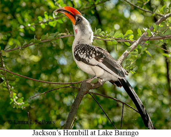 Jackson's Hornbill - © Laura L Fellows and Exotic Birding LLC