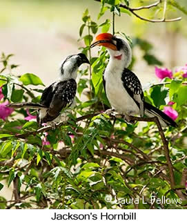 Jackson's Hornbill - &copy; Laura L Fellows and Exotic Birding LLC