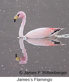 James's Flamingo - © James F Wittenberger and Exotic Birding LLC James's Flamingo - © James F Wittenberger and Exotic Birding LLC