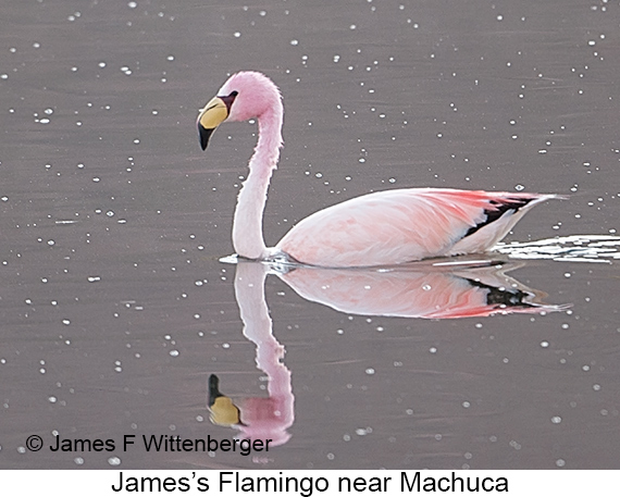 James's Flamingo - © James F Wittenberger and Exotic Birding LLC James's Flamingo - © James F Wittenberger and Exotic Birding LLC