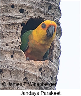 Jandaya Parakeet - © James F Wittenberger and Exotic Birding LLC