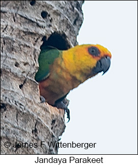 Jandaya Parakeet - © James F Wittenberger and Exotic Birding LLC