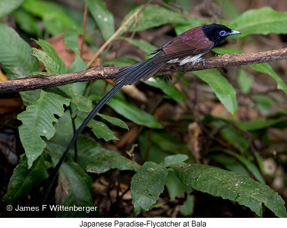 Japanese Paradise-Flycatcher - © James F Wittenberger and Exotic Birding LLC