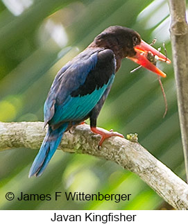 Javan Kingfisher - © James F Wittenberger and Exotic Birding LLC