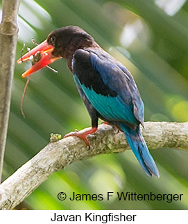 Javan Kingfisher - © James F Wittenberger and Exotic Birding LLC