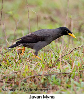 Javan Myna - © James F Wittenberger and Exotic Birding LLC