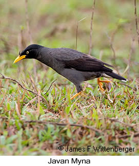 Javan Myna - © James F Wittenberger and Exotic Birding LLC