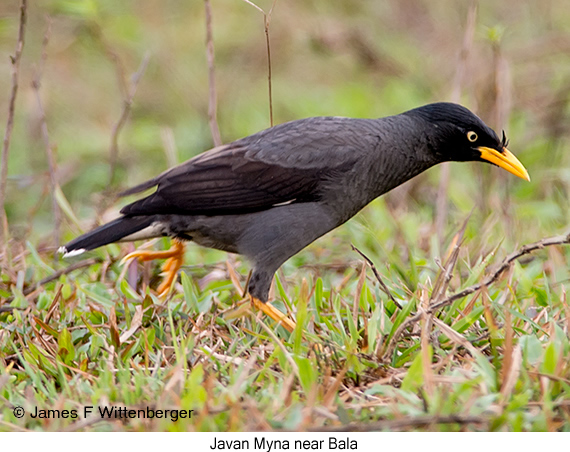 Javan Myna - © James F Wittenberger and Exotic Birding LLC