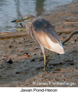 Javan Pond-Heron - © James F Wittenberger and Exotic Birding LLC
