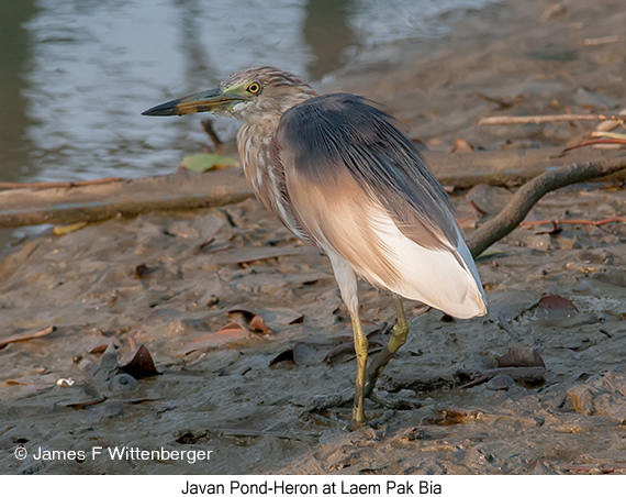 Javan Pond-Heron - © James F Wittenberger and Exotic Birding LLC