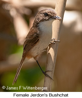 Jerdon's Bushchat - © James F Wittenberger and Exotic Birding LLC Jerdon's Bushchat - © James F Wittenberger and Exotic Birding LLC