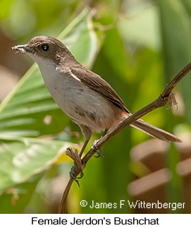 Jerdon's Bushchat - © James F Wittenberger and Exotic Birding LLC