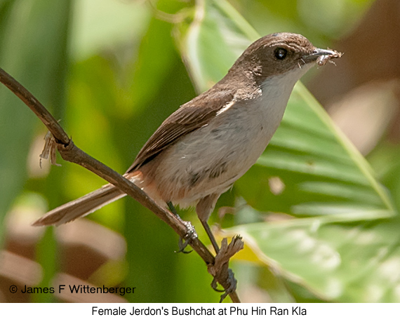 Jerdon's Bushchat - © James F Wittenberger and Exotic Birding LLC
