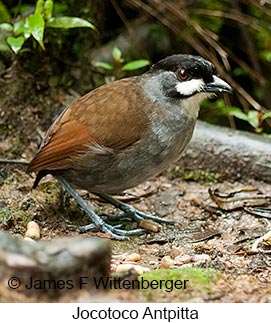 Jocotoco Antpitta - © James F Wittenberger and Exotic Birding LLC