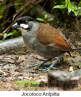 Jocotoco Antpitta - © James F Wittenberger and Exotic Birding LLC Jocotoco Antpitta - © James F Wittenberger and Exotic Birding LLC
