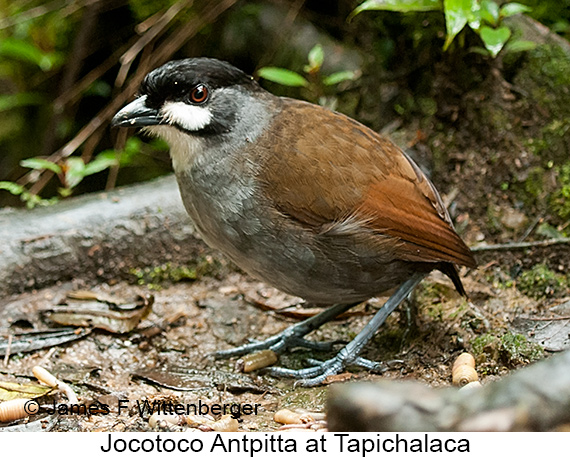 Jocotoco Antpitta - © James F Wittenberger and Exotic Birding LLC Jocotoco Antpitta - © James F Wittenberger and Exotic Birding LLC