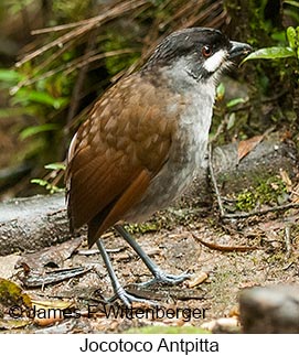 Jocotoco Antpitta - © James F Wittenberger and Exotic Birding LLC